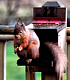 Red Squirrel